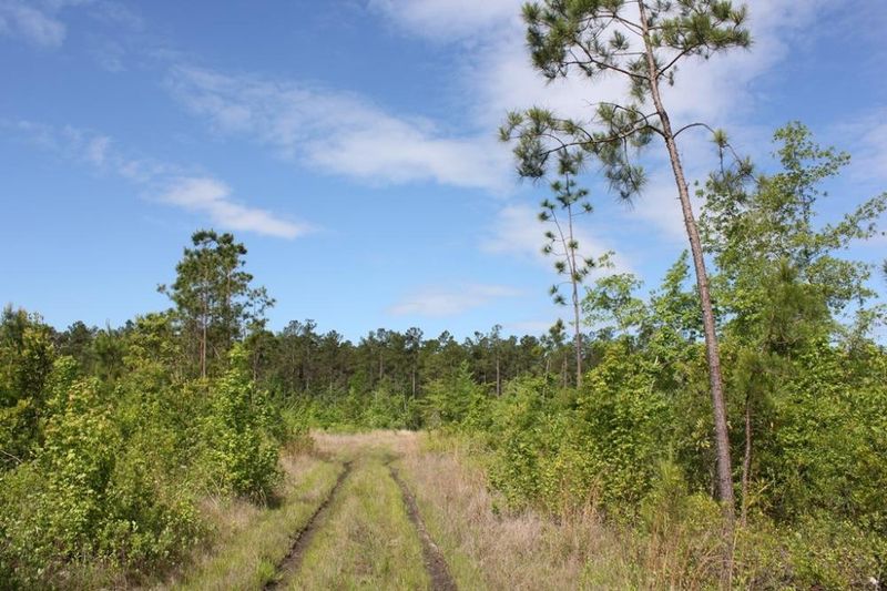0 Clark Ln, Ridgeville, SC 29472