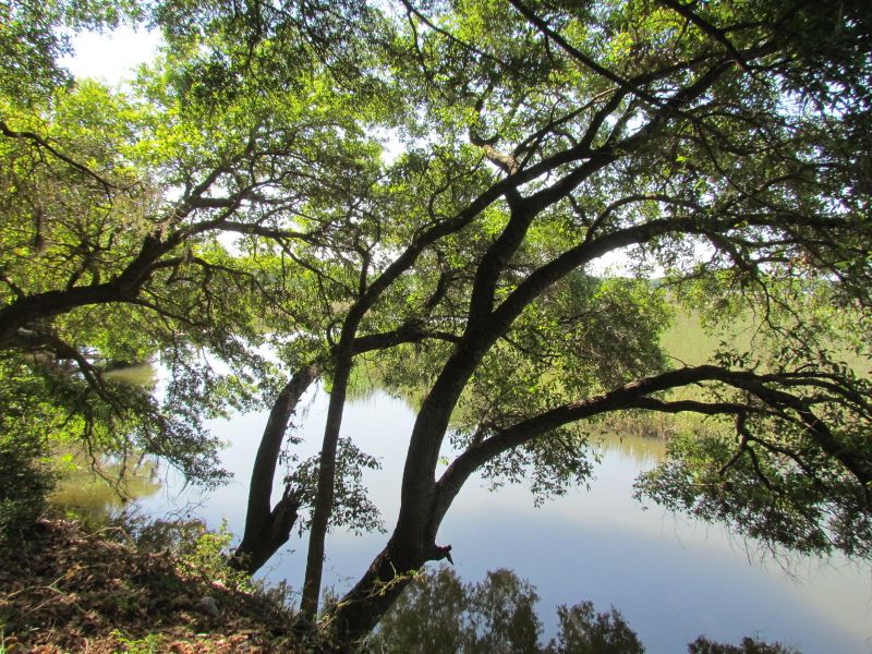 8559 Middleton Point, Edisto Island, SC 29438