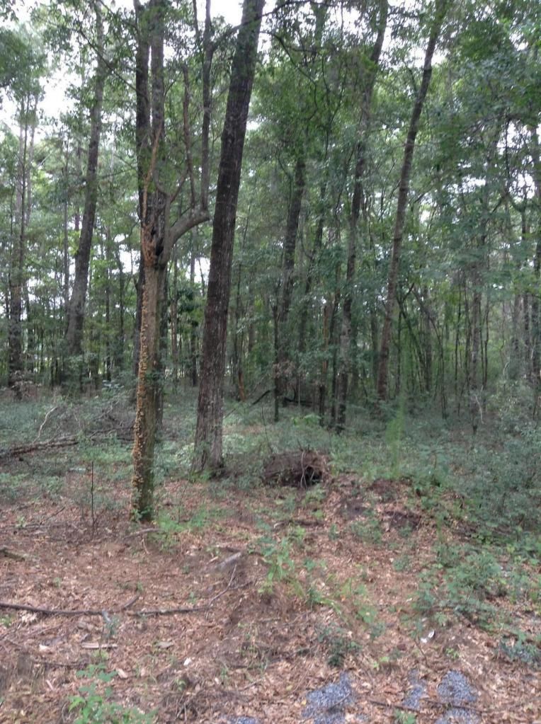 Lot 4 Percial Ross, Wadmalaw Island, SC 29487