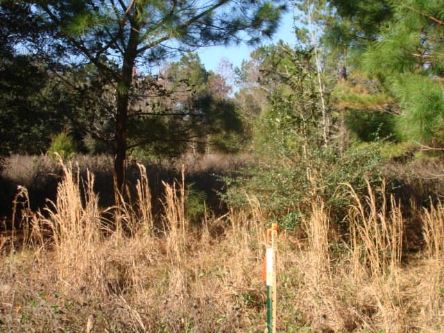 7718 Point Of Pines Rd, Edisto Island, SC 29438