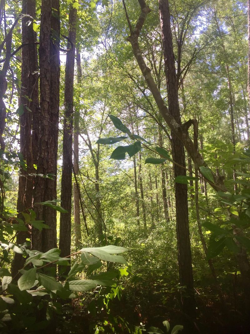 0 Compton Dr, Moncks Corner, SC 29461