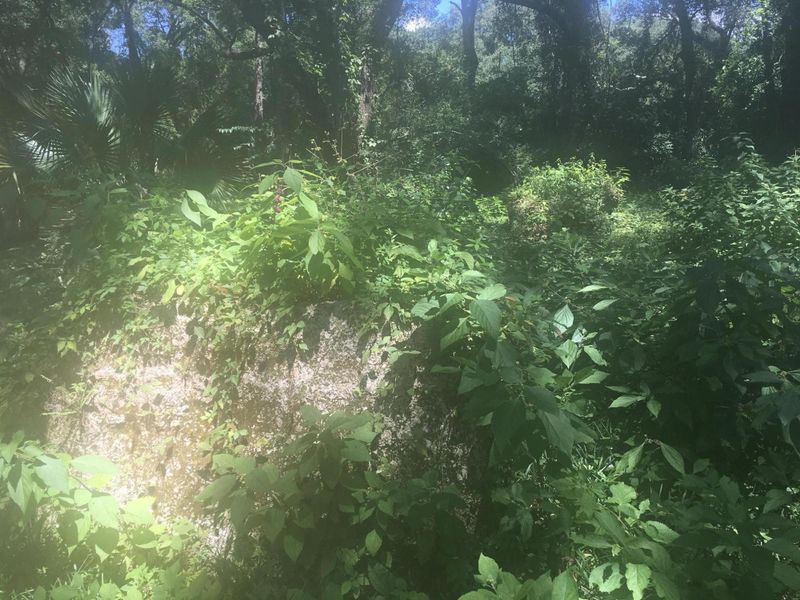 1055 Chokecherry Ln, Wadmalaw Island, SC 29487