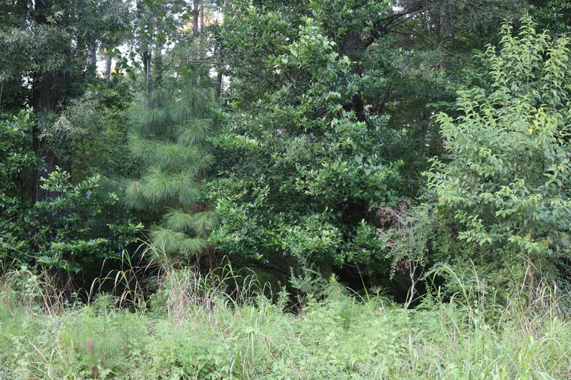 118 Kay St, Ridgeville, SC 29472