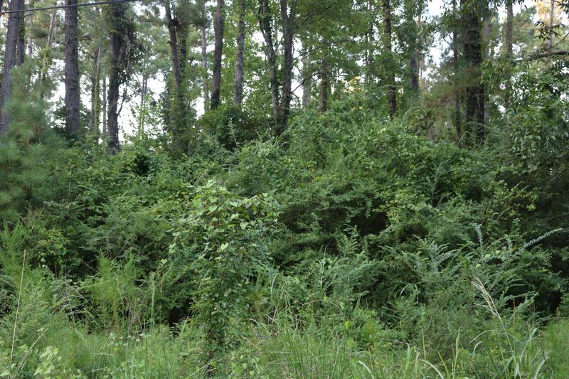 118 Kay St, Ridgeville, SC 29472