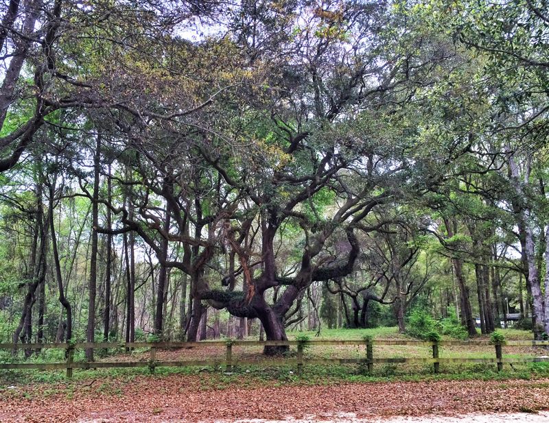 2590 Cherry Point Rd, Wadmalaw Island, SC 29487