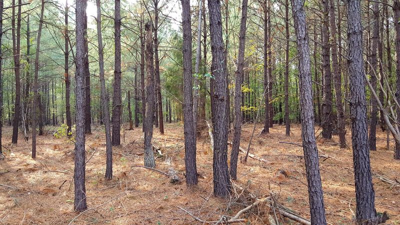 0 Wilman Ln, Moncks Corner, SC 29461