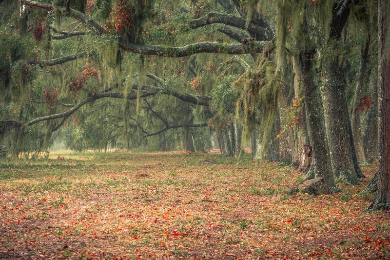 7311 Jenkins Hill Rd, Edisto Island, SC 29438