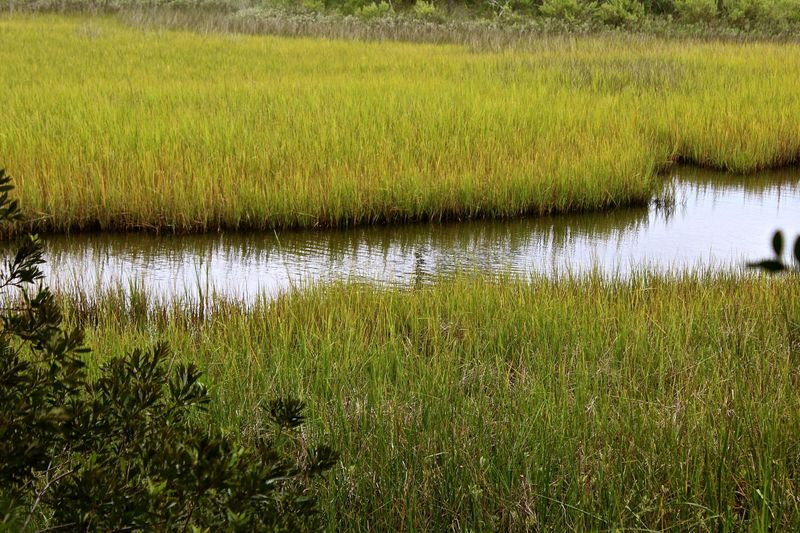 1206 E Ashley Ave, Folly Beach, SC 29439