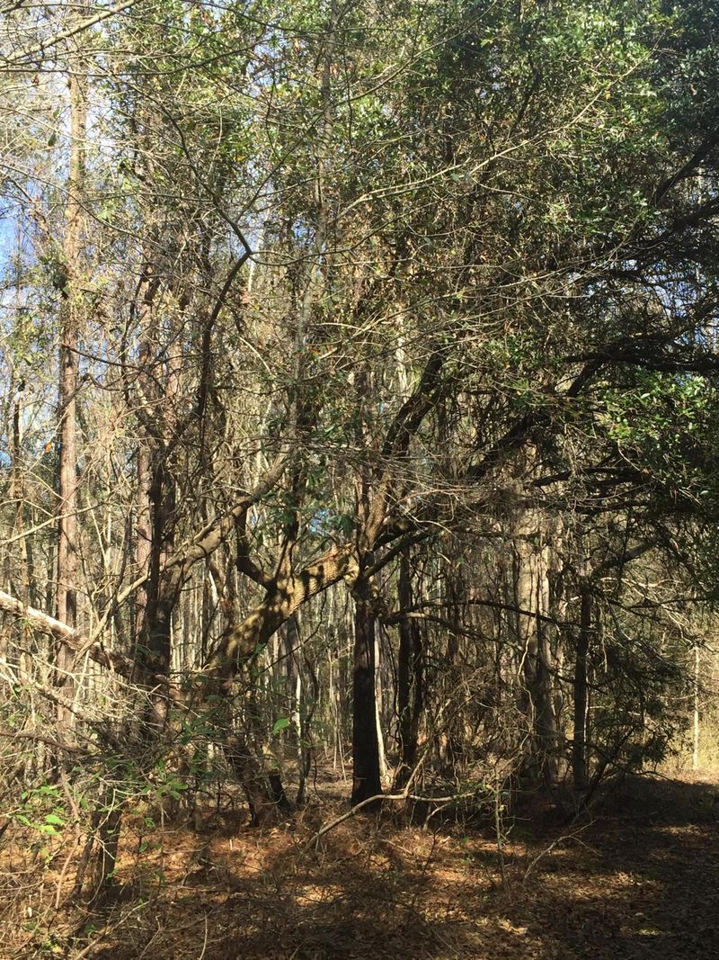 1731 Tiger Corner Rd, Jamestown, SC 29453