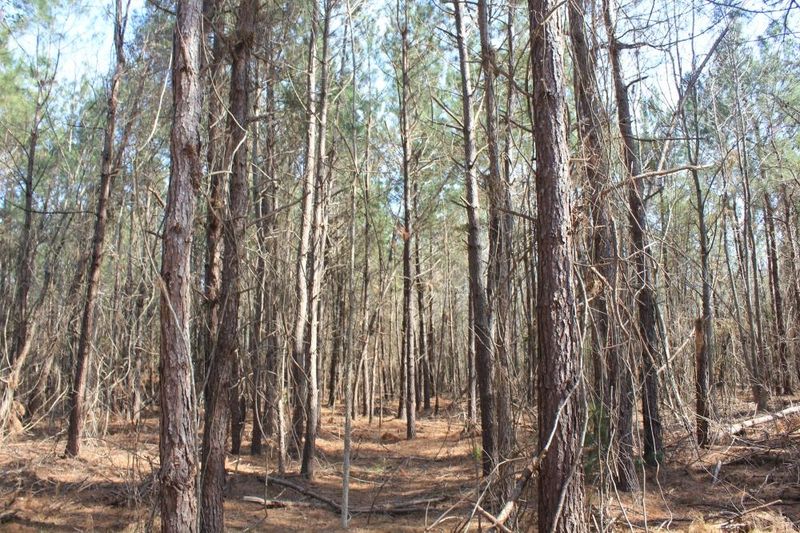 0 Magnolia St, Bonneau, SC 29431