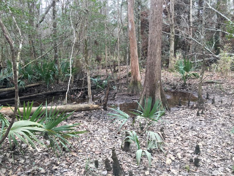 000 Cane Gully, Moncks Corner, SC 29461