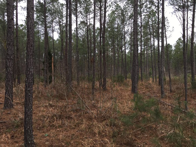 000 Cane Gully, Moncks Corner, SC 29461