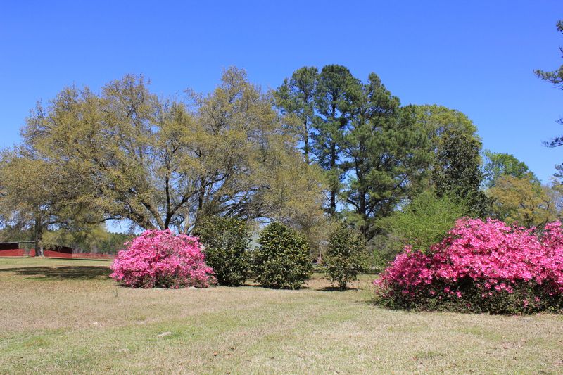 1856 Tiger Corner Rd, Shulerville, SC 29453