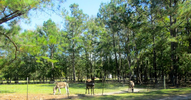 515 Wass Ln, Moncks Corner, SC 29461