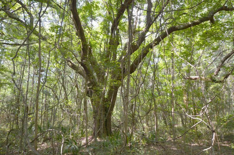 0 Old Collins Creek, Mcclellanville, SC 29458