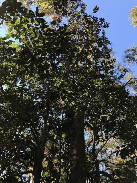 2755 Old Oak Walk, Johns Island, SC 29455