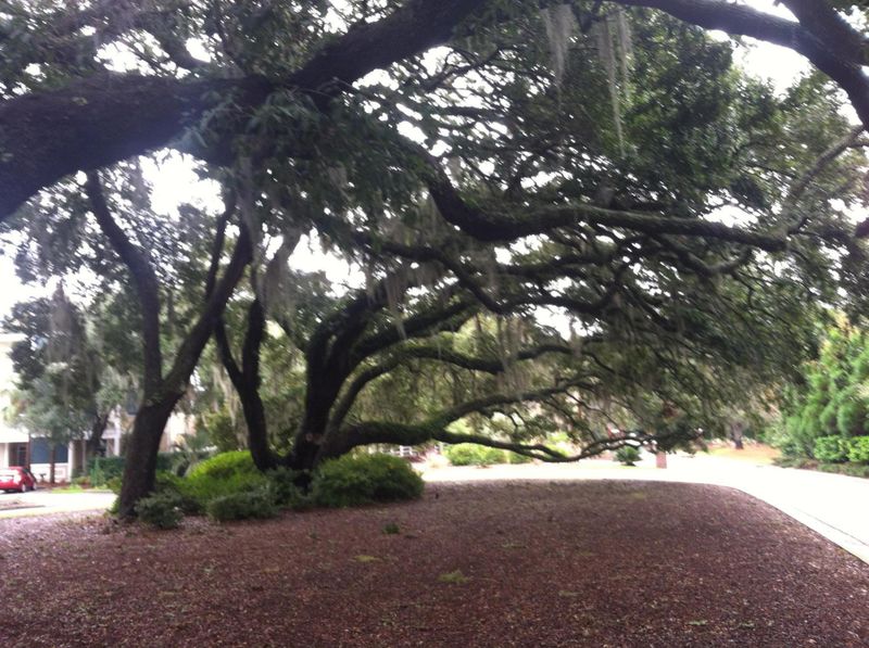 7114 Indigo Palms Way, Johns Island, SC 29455
