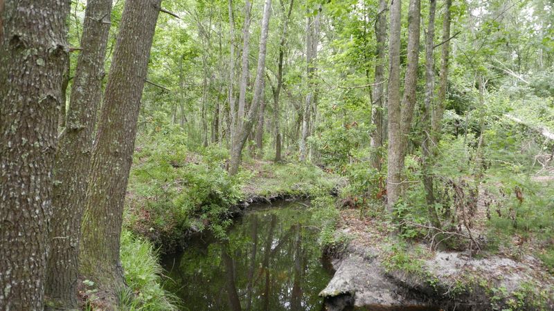 0 Kelseys Mill Rd, Ravenel, SC 29470