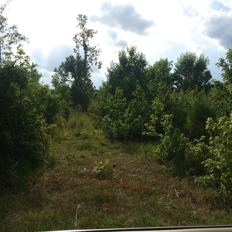 0 Long Acre Dr, Bonneau, SC 29431