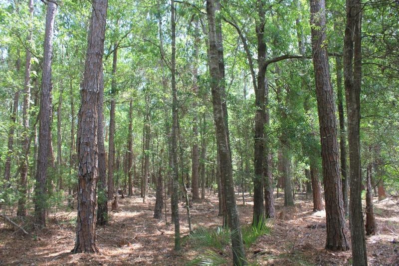 0 Rockefeller Rd, Wadmalaw Island, SC 29487