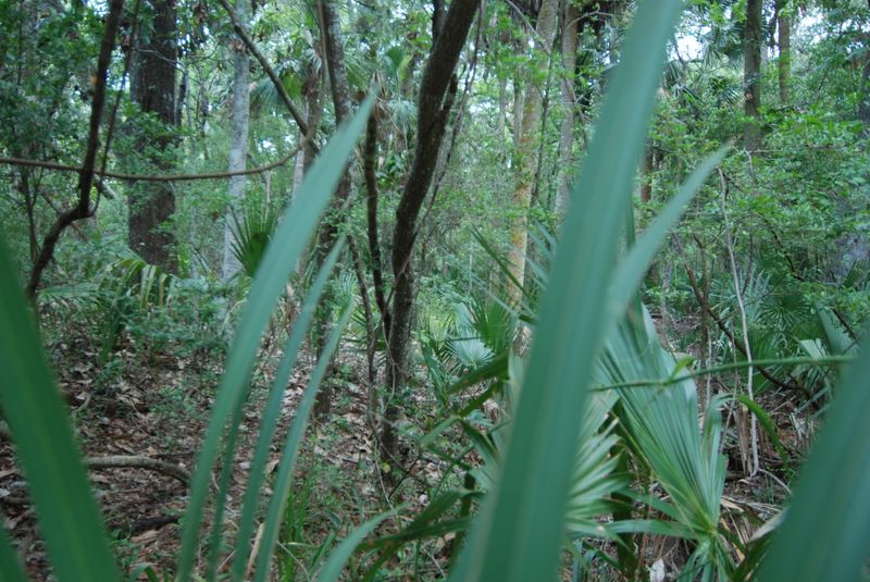3137 Privateer Creek Rd, Johns Island, SC 29455
