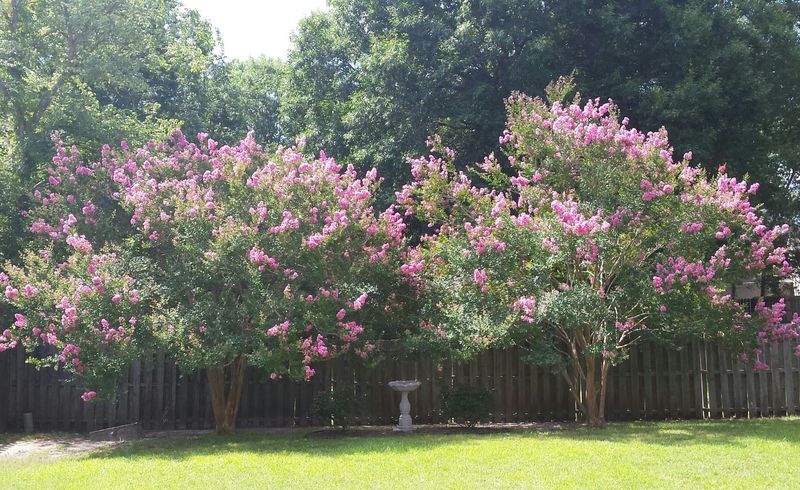 300 Thomaston Ave, Summerville, SC 29485