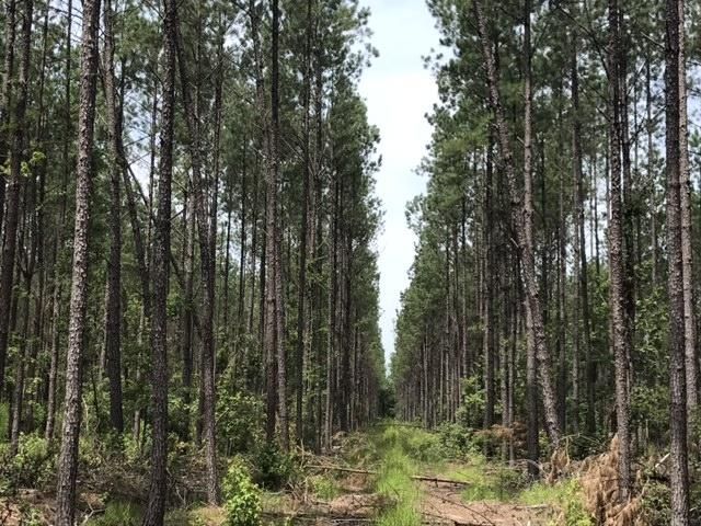 0 Sabb Dr, Ridgeville, SC 29472