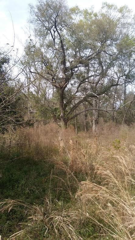 0 Old School House Rd, Meggett, SC 29449