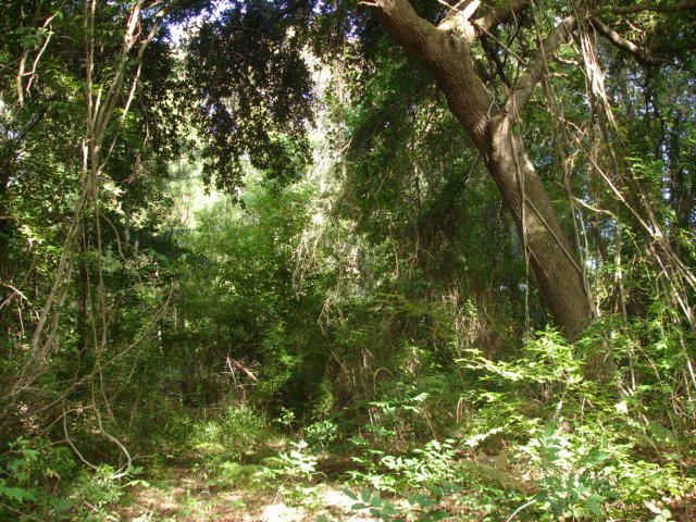 5018 Mauss Hill Rd, Adams Run, SC 29426
