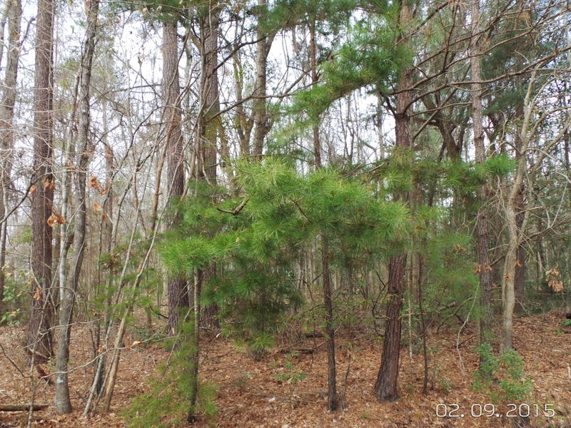 404 Woodland Dr, Summerville, SC 29485