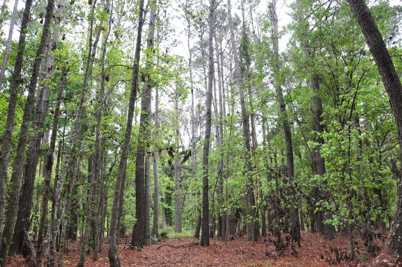 34 Wild Turkey Way, Johns Island, SC 29455