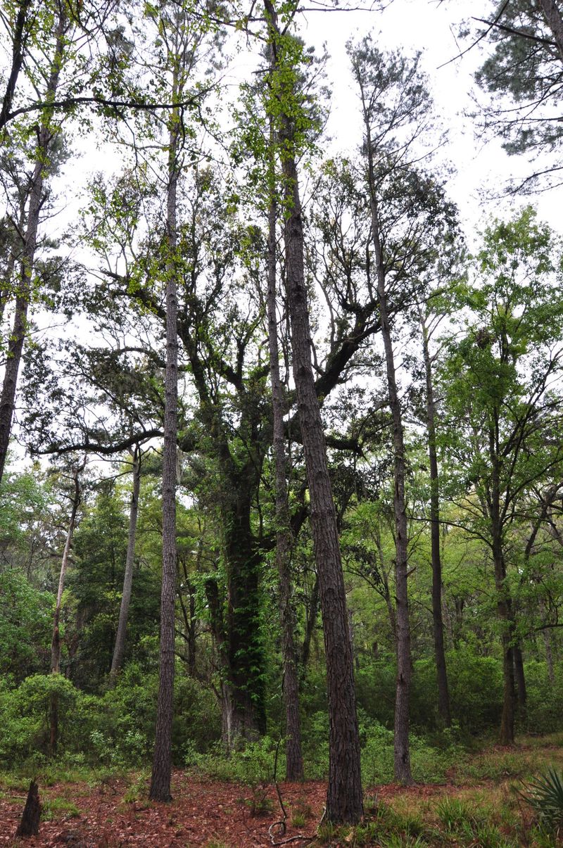 34 Wild Turkey Way, Johns Island, SC 29455