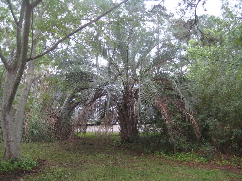 175 Lazy Acres Loop, Summerville, SC 29483