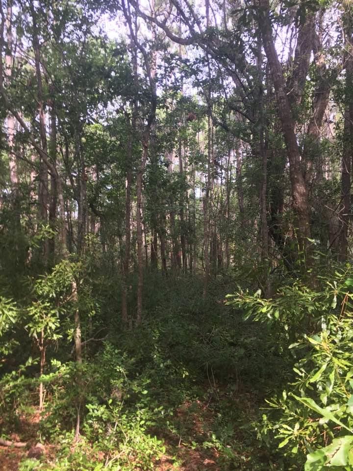 3257 Sand Marsh Ln, Mount Pleasant, SC 29466
