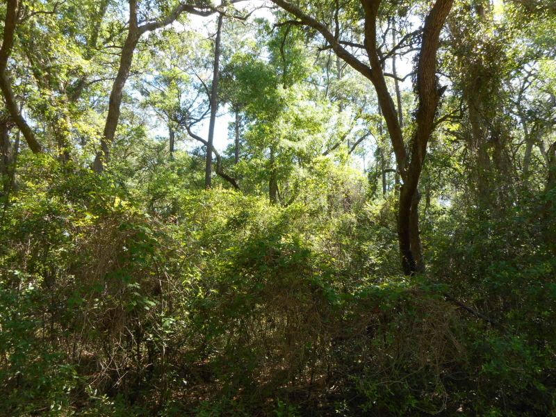 41 Bailey Island Ln, Edisto Island, SC 29438