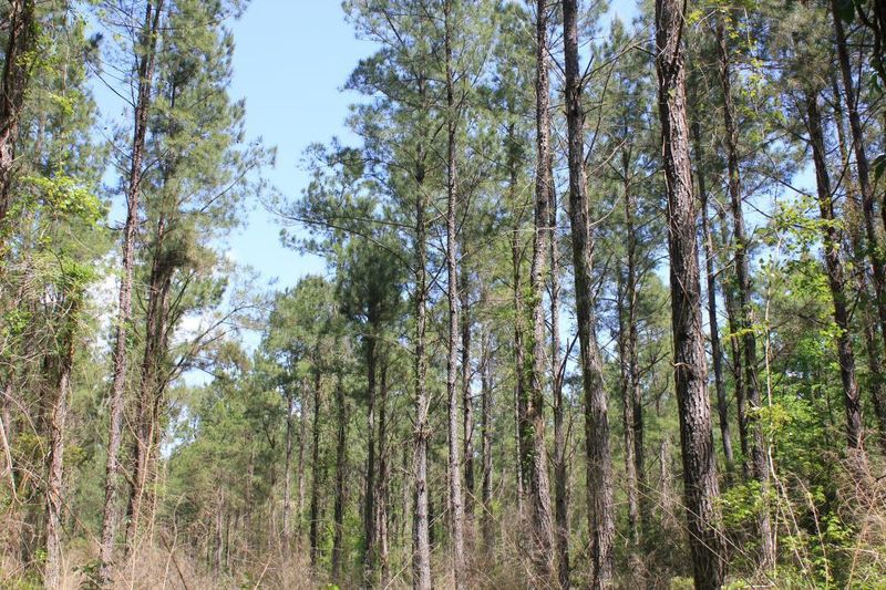 0 Calamus Pond Rd, Summerville, SC 29483