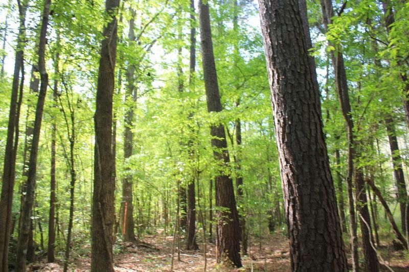 0 Calamus Pond Rd, Summerville, SC 29483
