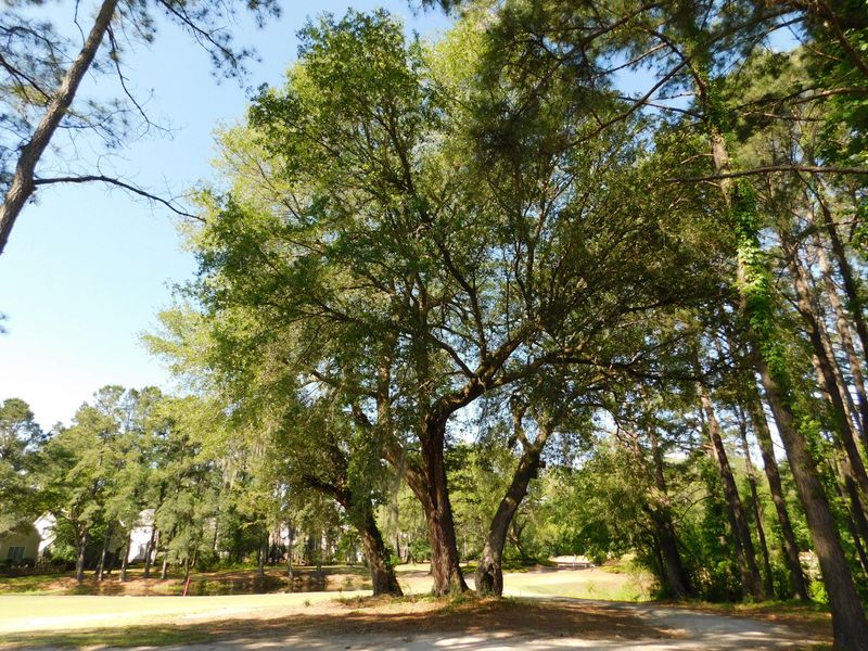 193 Golf View Ln #193, Summerville, SC 29485