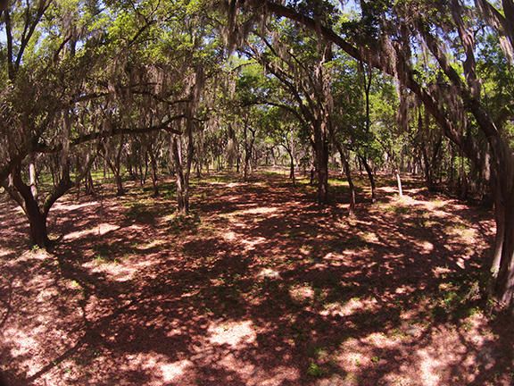 16 Saint Pierre Creek Dr, Edisto Island, SC 29438
