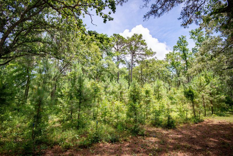 0 Rosebank Plantation Rd, Wadmalaw Island, SC 29487