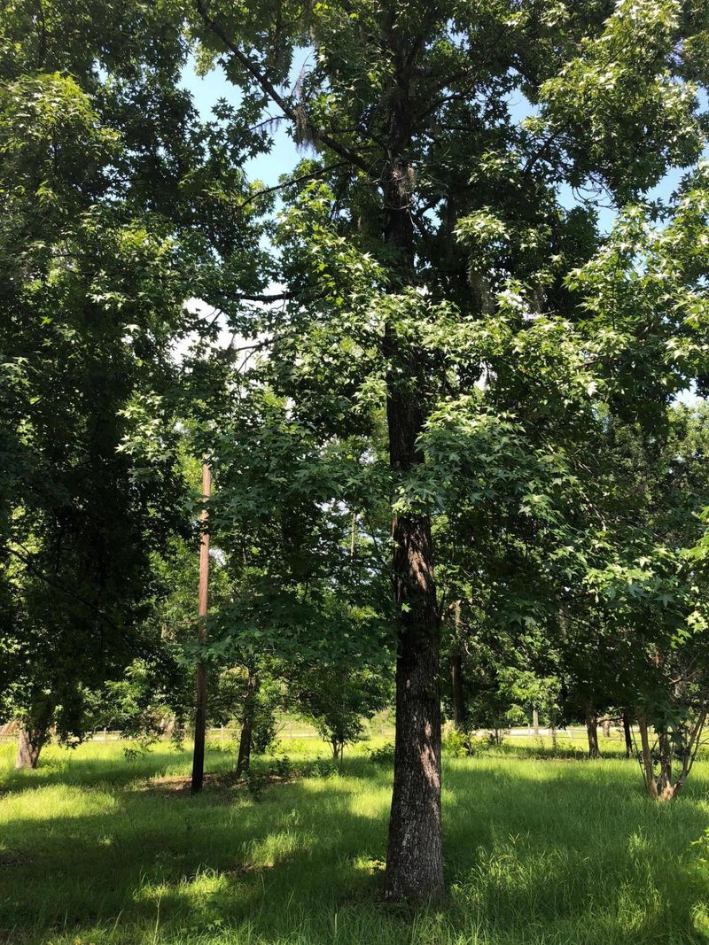 1197 Porchers Bluff Rd, Mount Pleasant, SC 29466