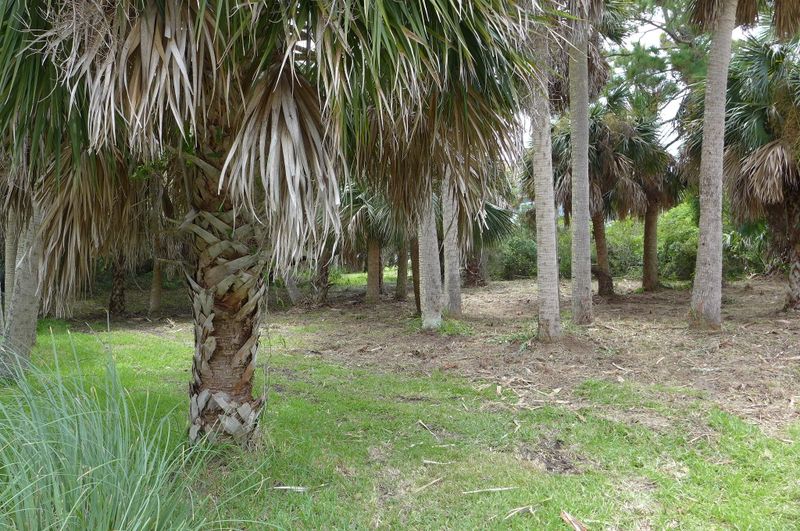 1505 Marianne St, Edisto Beach, SC 29438