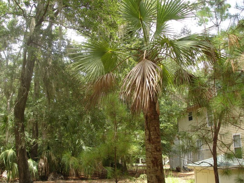 1 Cotton Bay Ct, Edisto Island, SC 29438