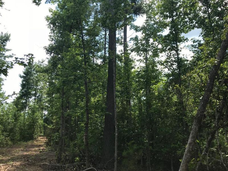 0 Hwy 45, Jamestown, SC 29453