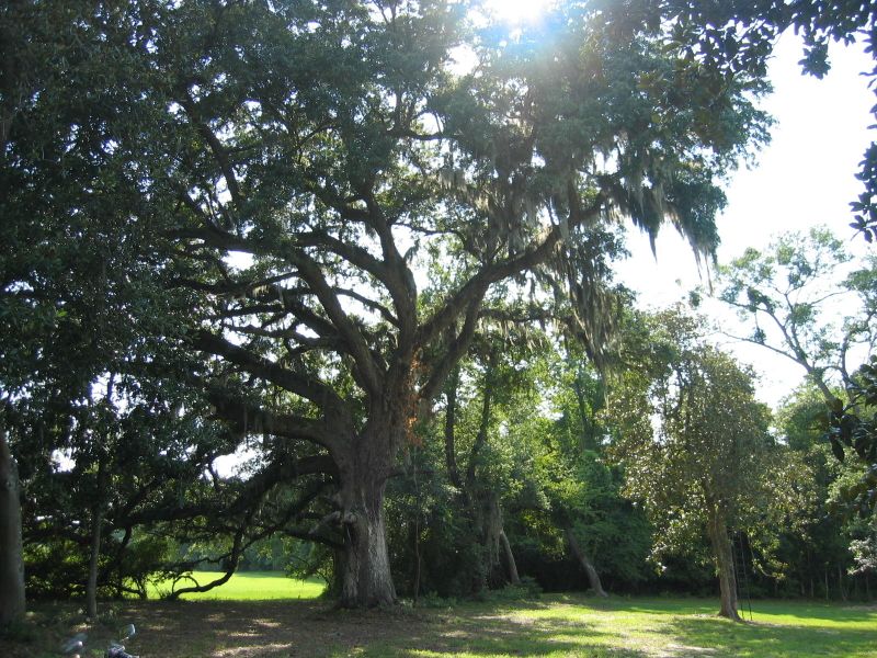 0 Lone Pine Rd, Meggett, SC 29449