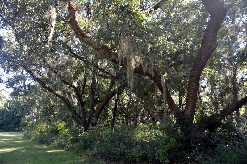 8 Oakwood Ln, Edisto Island, SC 29438