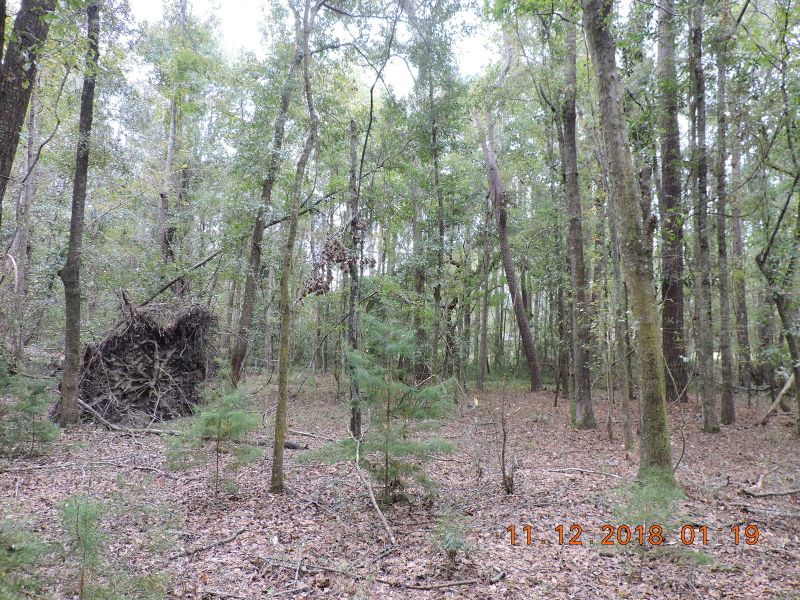 0 Live Oak Ave, Adams Run, SC 29426