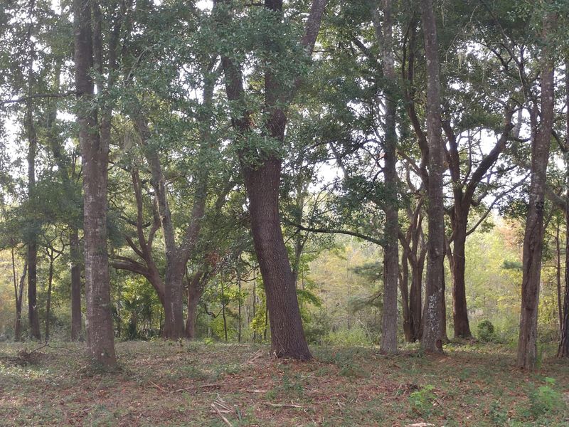 7 Old Bay Rd, Edisto Island, SC 29438