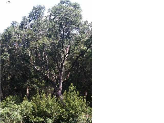 4150 Gnarled Oaks Ln, Johns Island, SC 29455