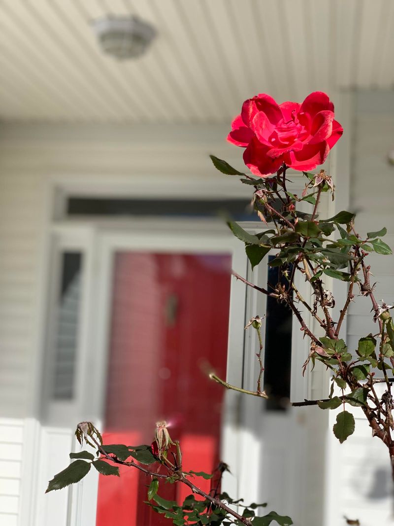 323 Old South Way, Mount Pleasant, SC 29464
